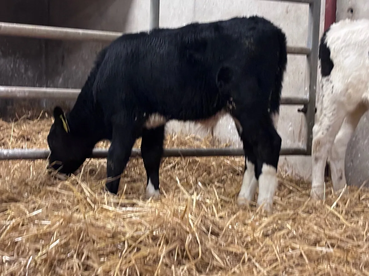 2 British Freisan bull calves for sale - Image 4