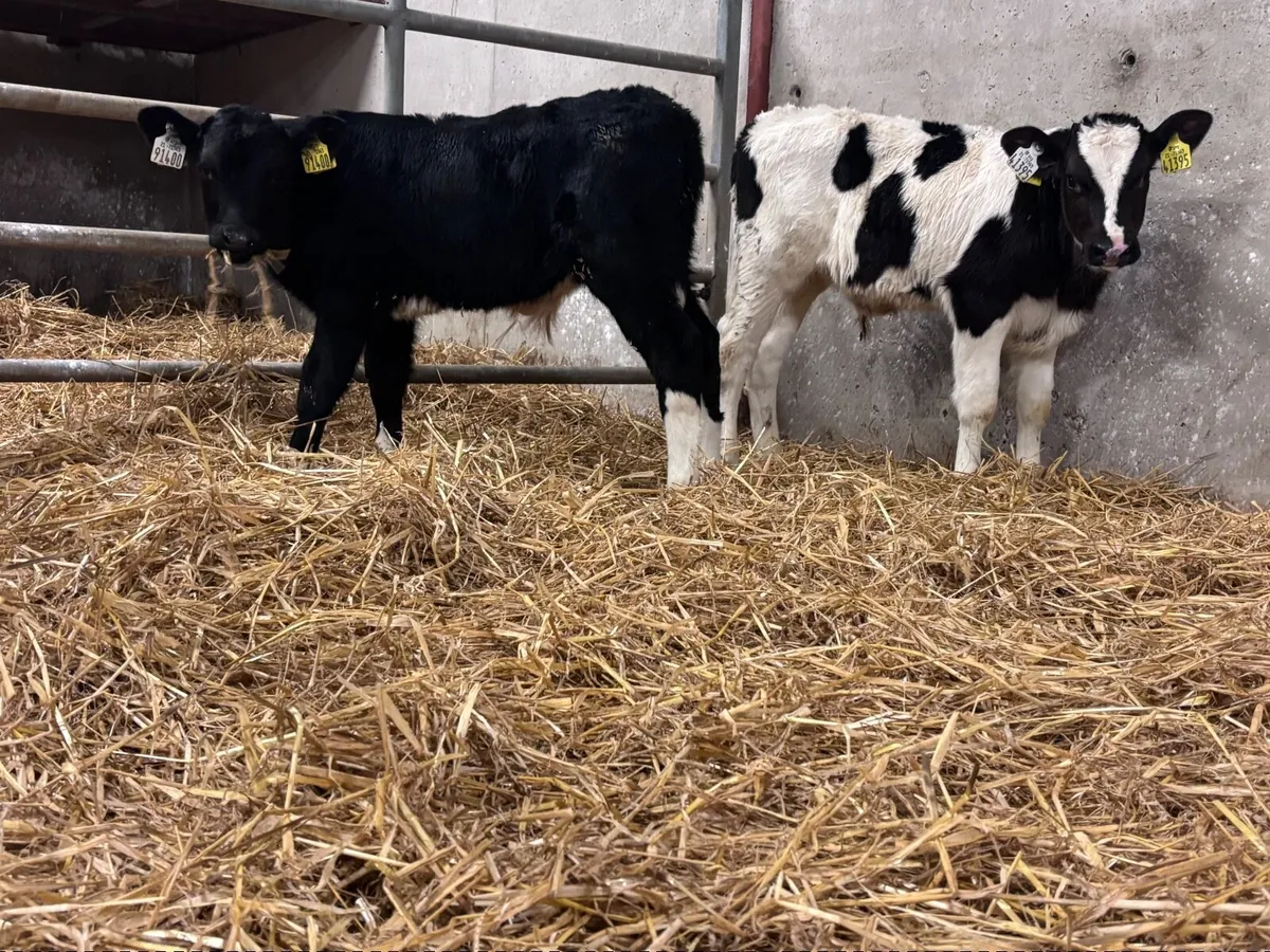 2 British Freisan bull calves for sale - Image 1