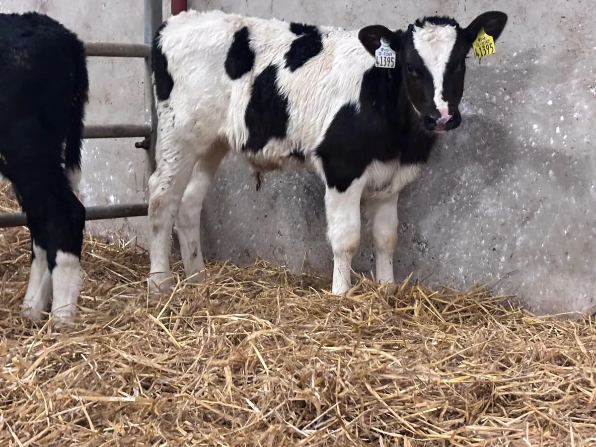 2 British Freisan bull calves for sale - Image 3