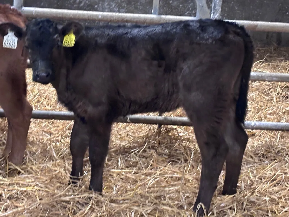3 five week old Limision calves for sale - Image 1