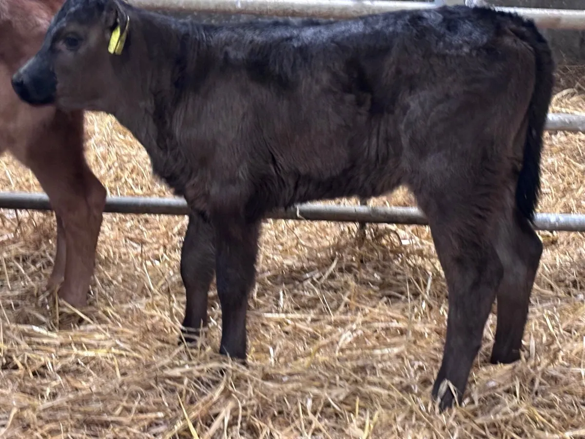 3 five week old Limision calves for sale - Image 3