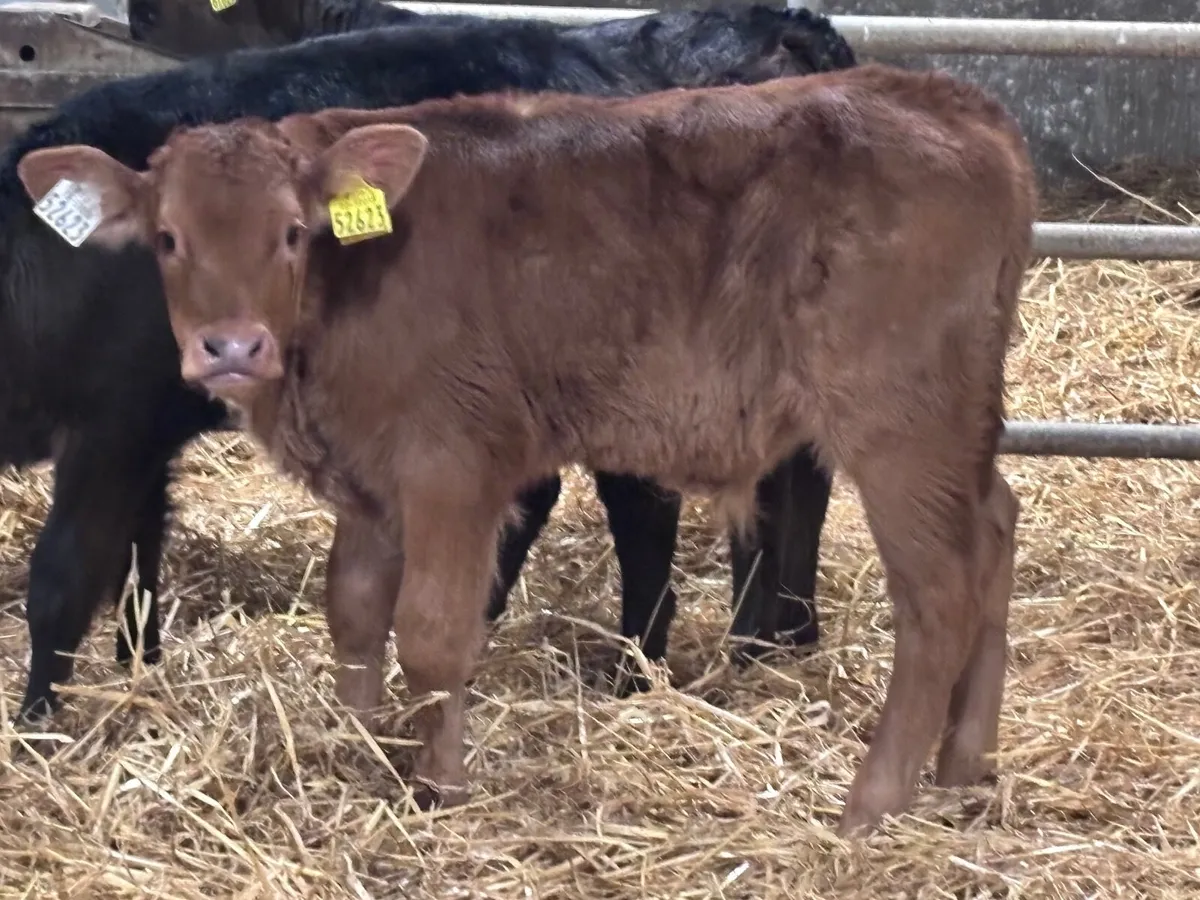 3 five week old Limision calves for sale - Image 4