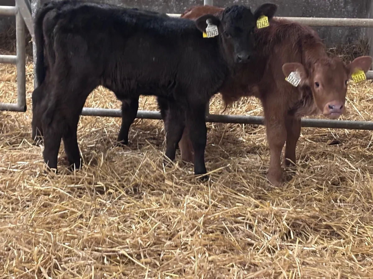 3 five week old Limision calves for sale - Image 2