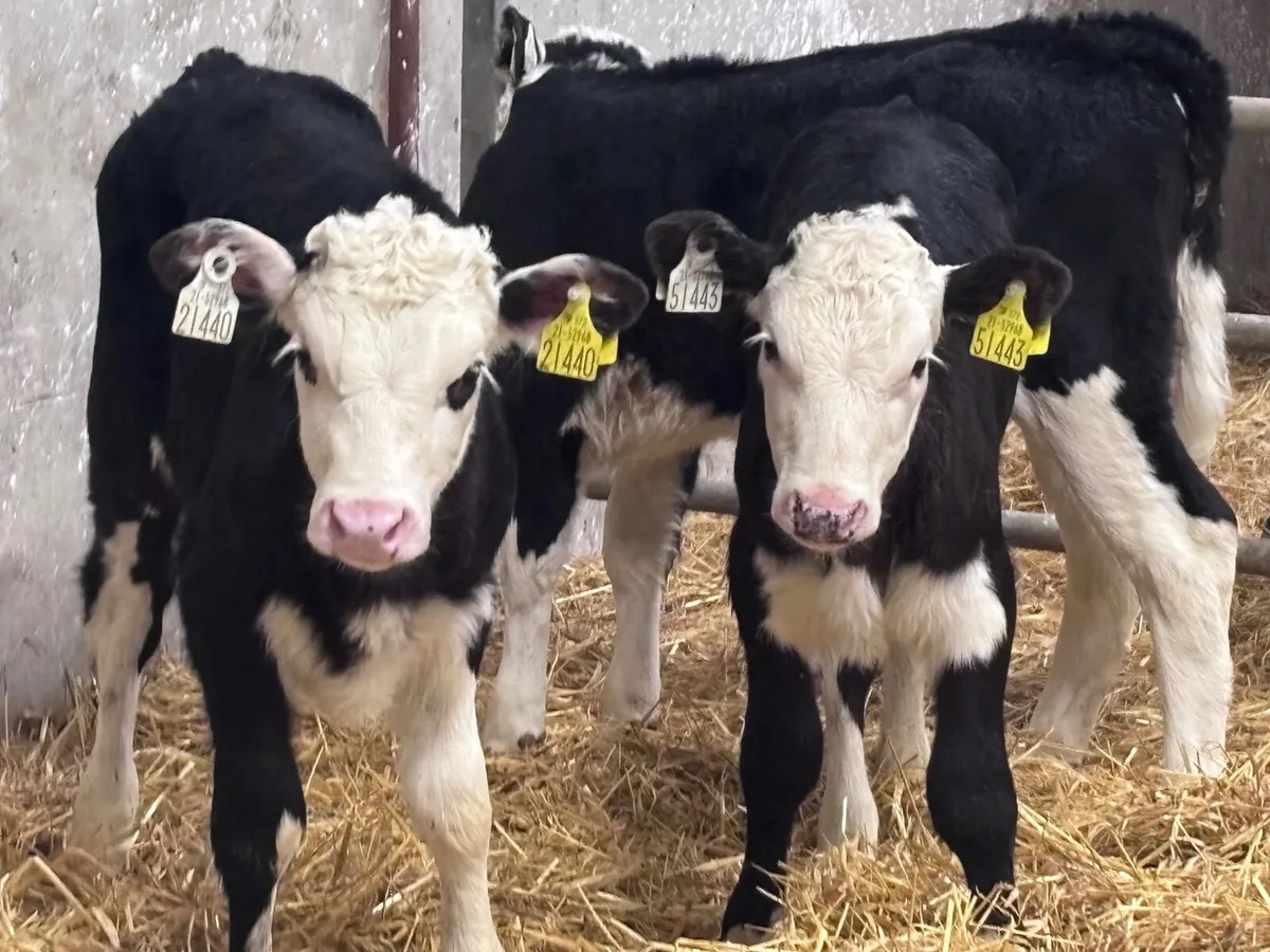 4 smashing Hereford heifer calves for sale - Image 2