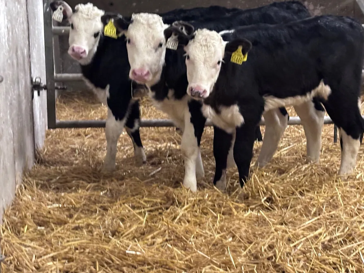 4 smashing Hereford heifer calves for sale - Image 4