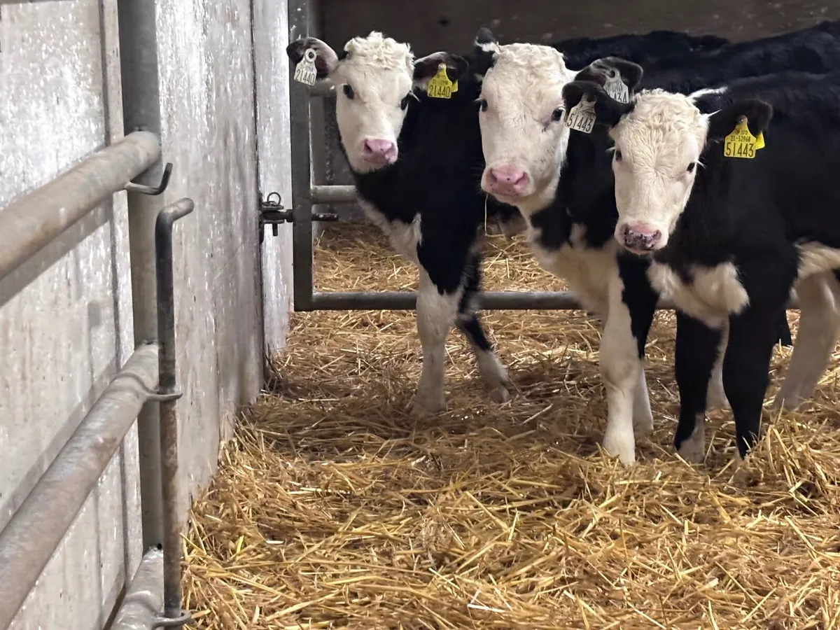 4 smashing Hereford heifer calves for sale - Image 1