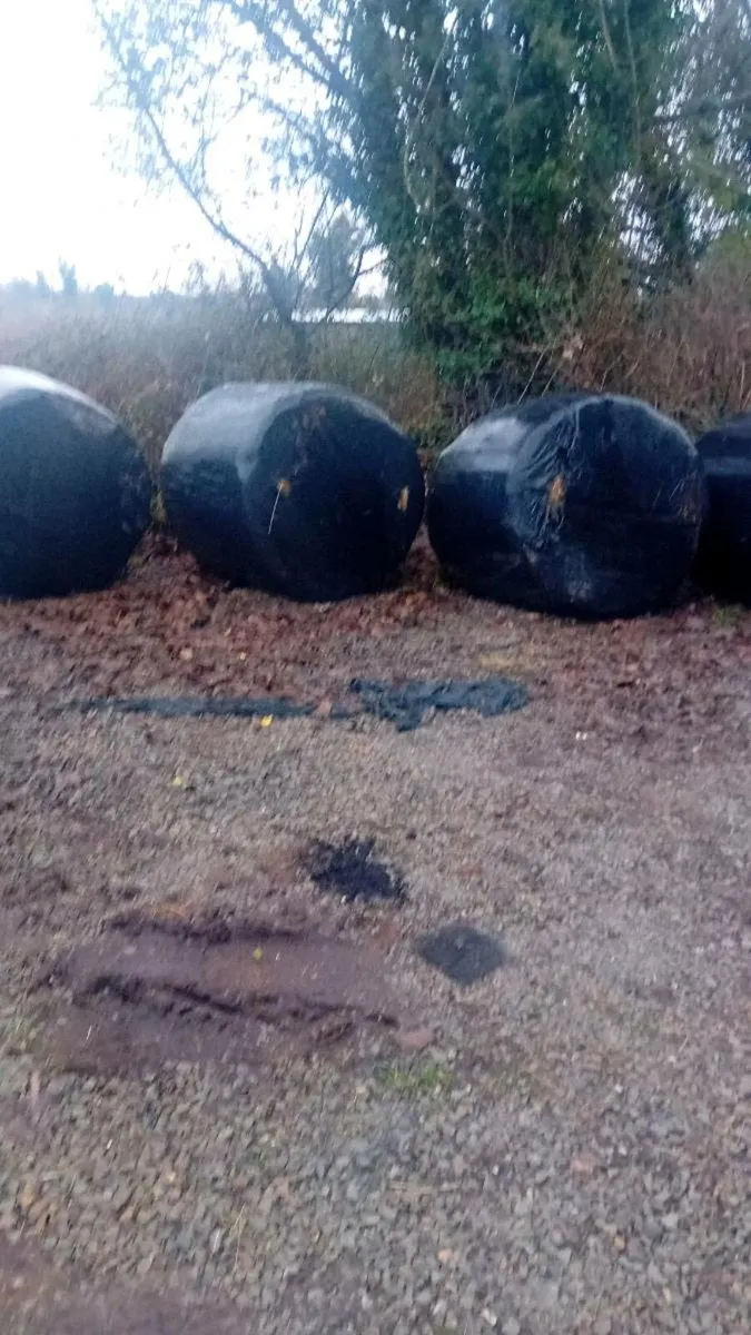 Hay ailage - Image 1