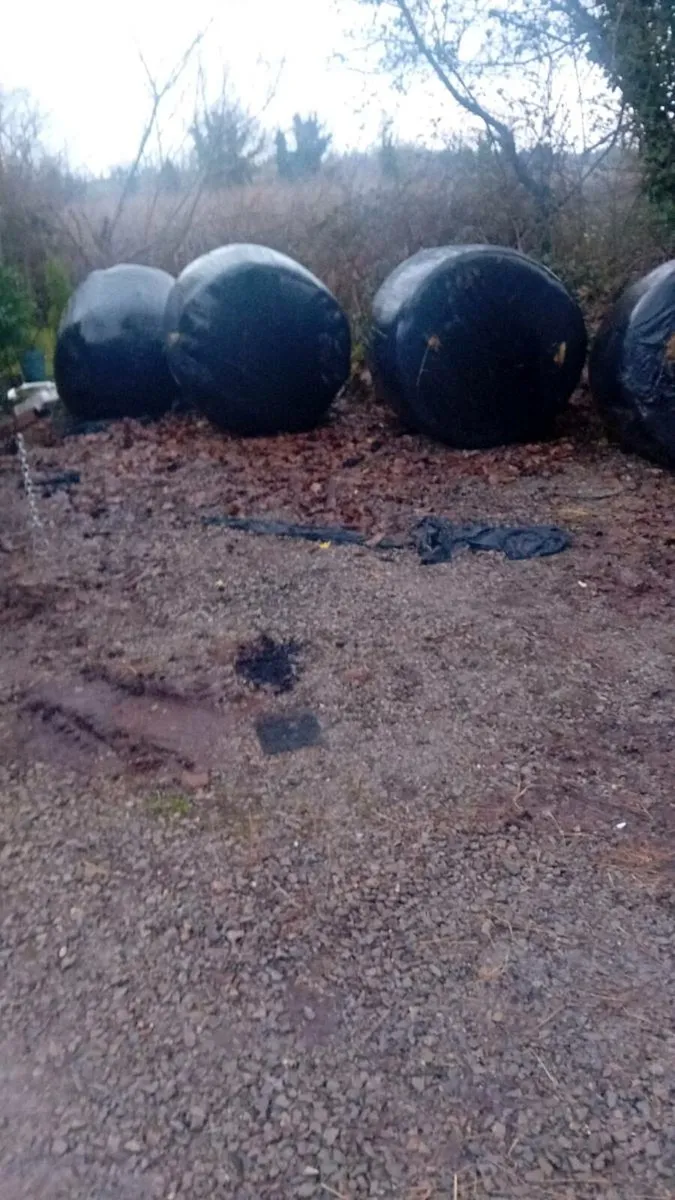 Hay ailage - Image 2