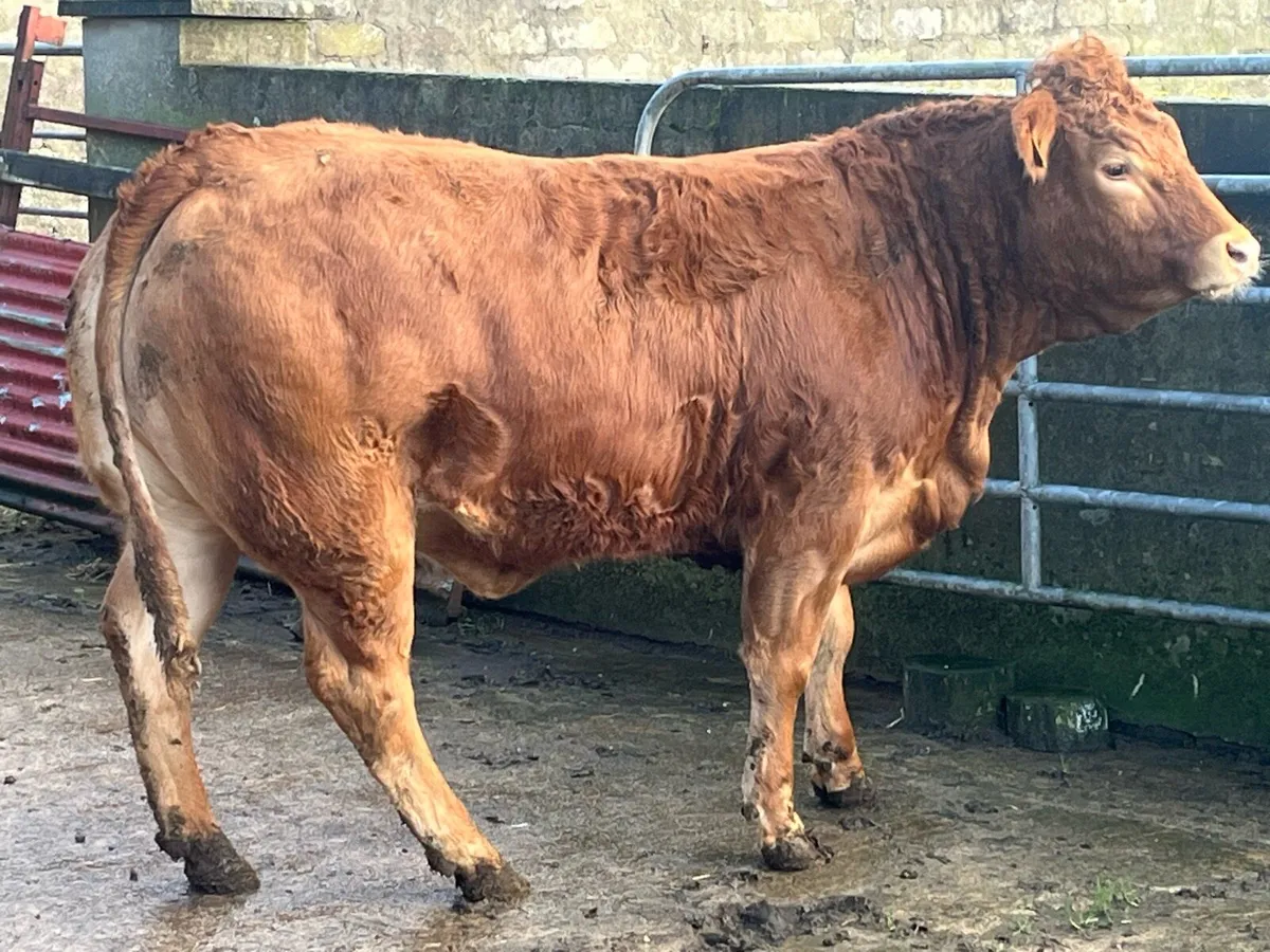 Pedigree limousin heifer - Image 1