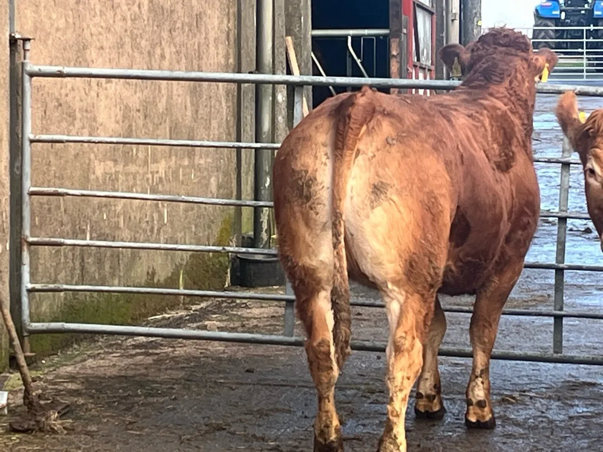 Pedigree limousin heifer - Image 4