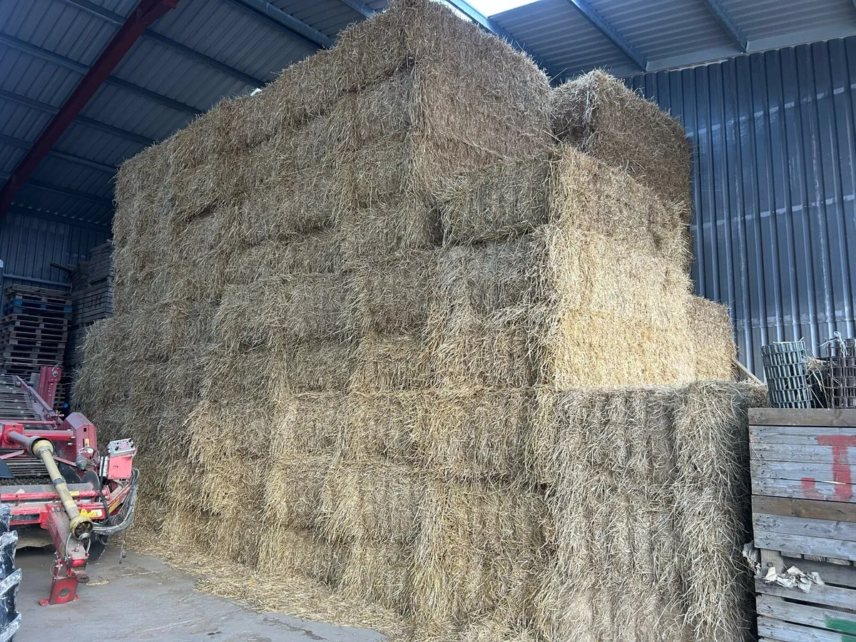 Spring wheat straw - Image 2