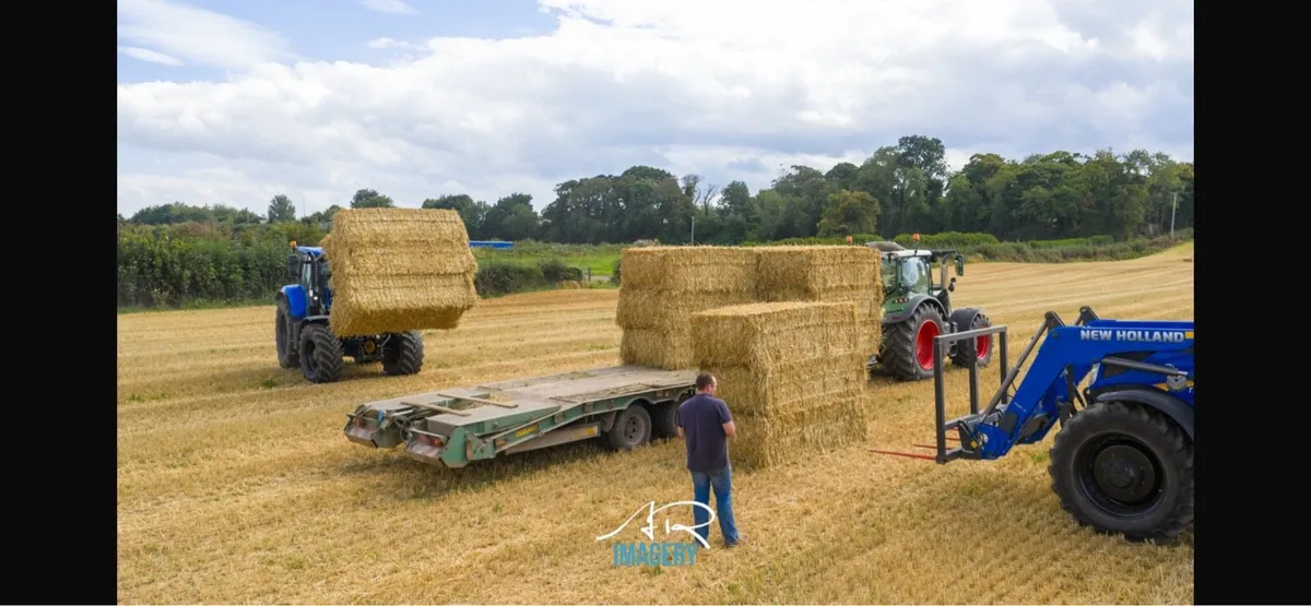 Spring wheat straw - Image 4