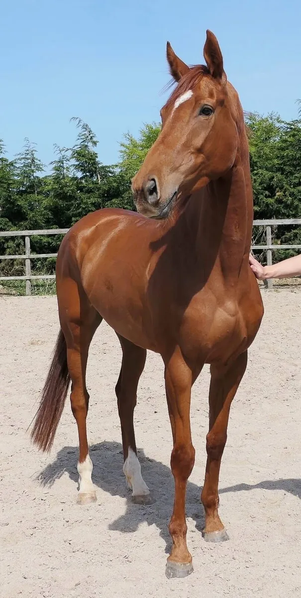 6 y/o 16.2hh Mare - Image 1