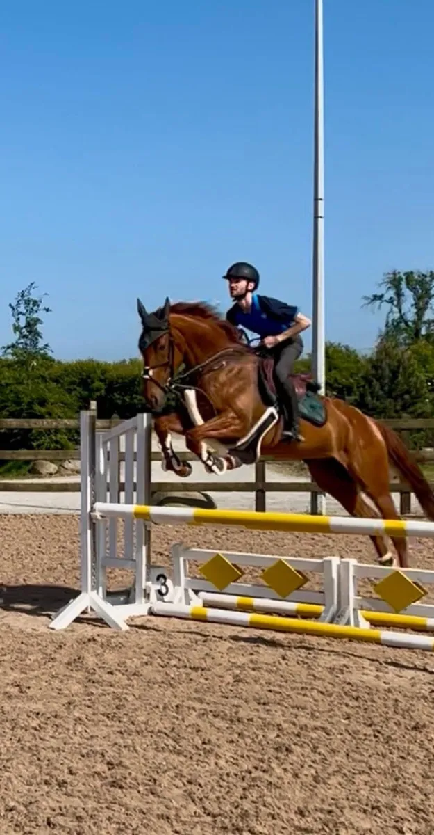 6 y/o 16.2hh Mare - Image 2