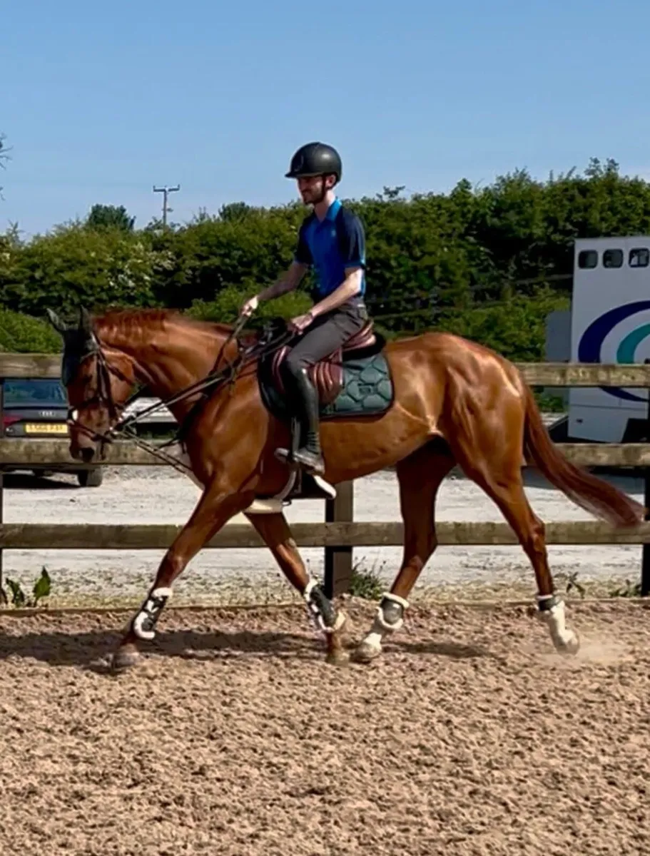 6 y/o 16.2hh Mare - Image 3