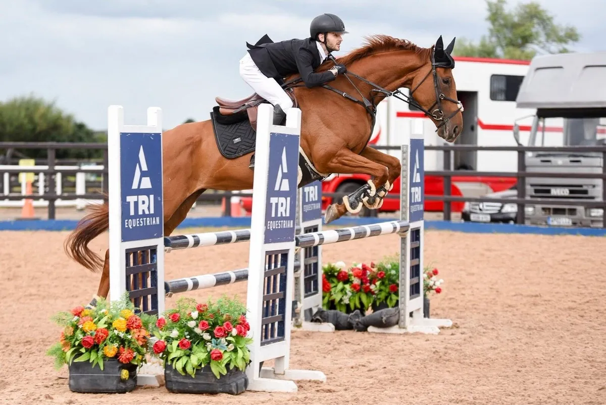 6 y/o 16.2hh Mare - Image 4