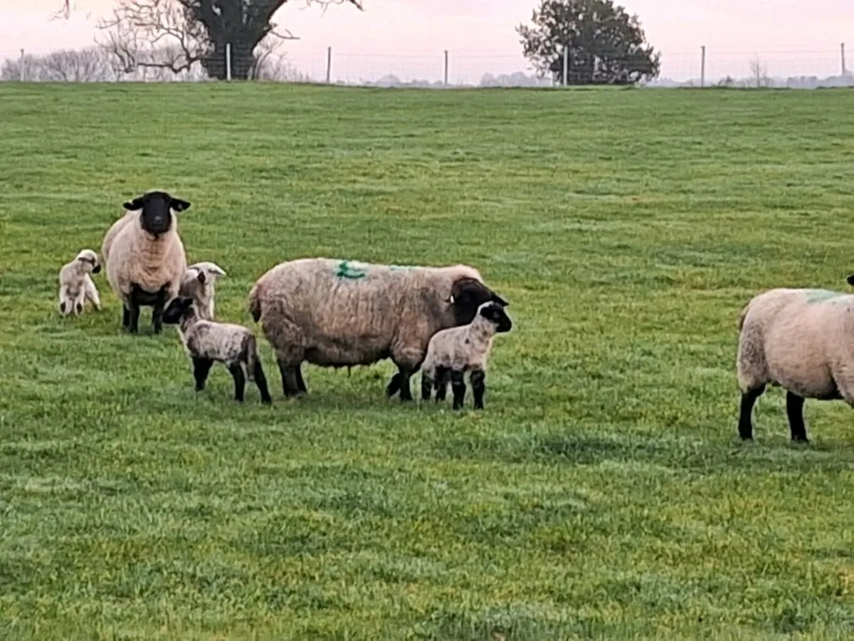 Ewes and lambs at foot - Image 2