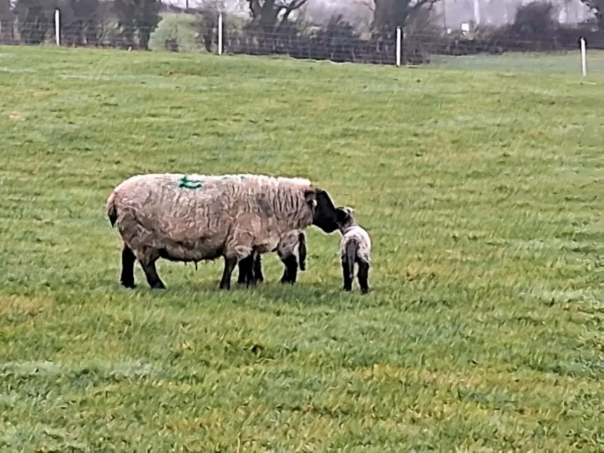 Ewes and lambs at foot - Image 3
