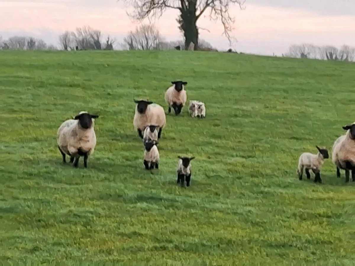 Ewes and lambs at foot - Image 1