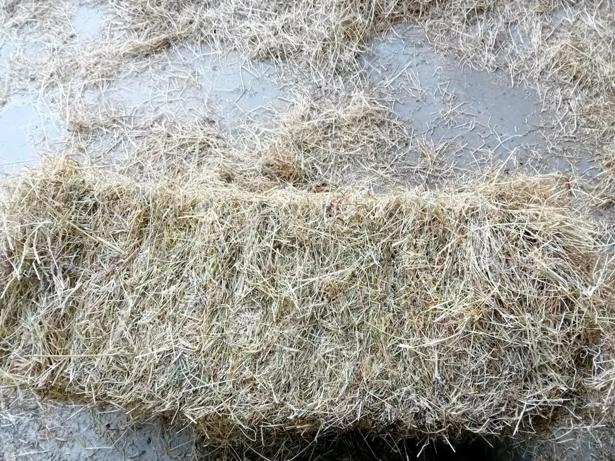 Square bales hay - Image 4