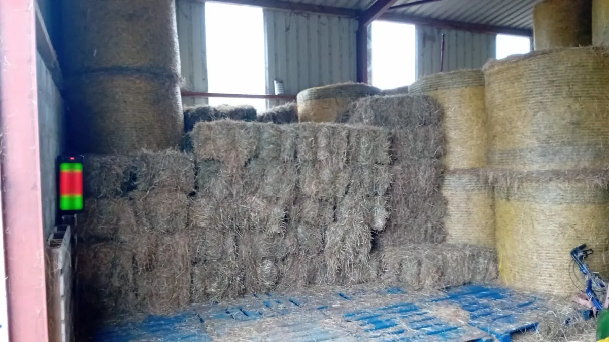 Square bales hay - Image 1