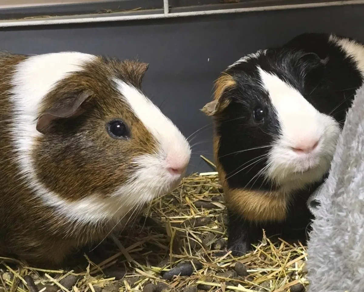 Guinea Pigs Available