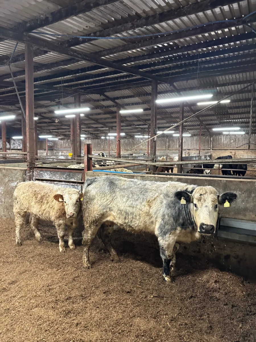 Roaned outfit - Image 1