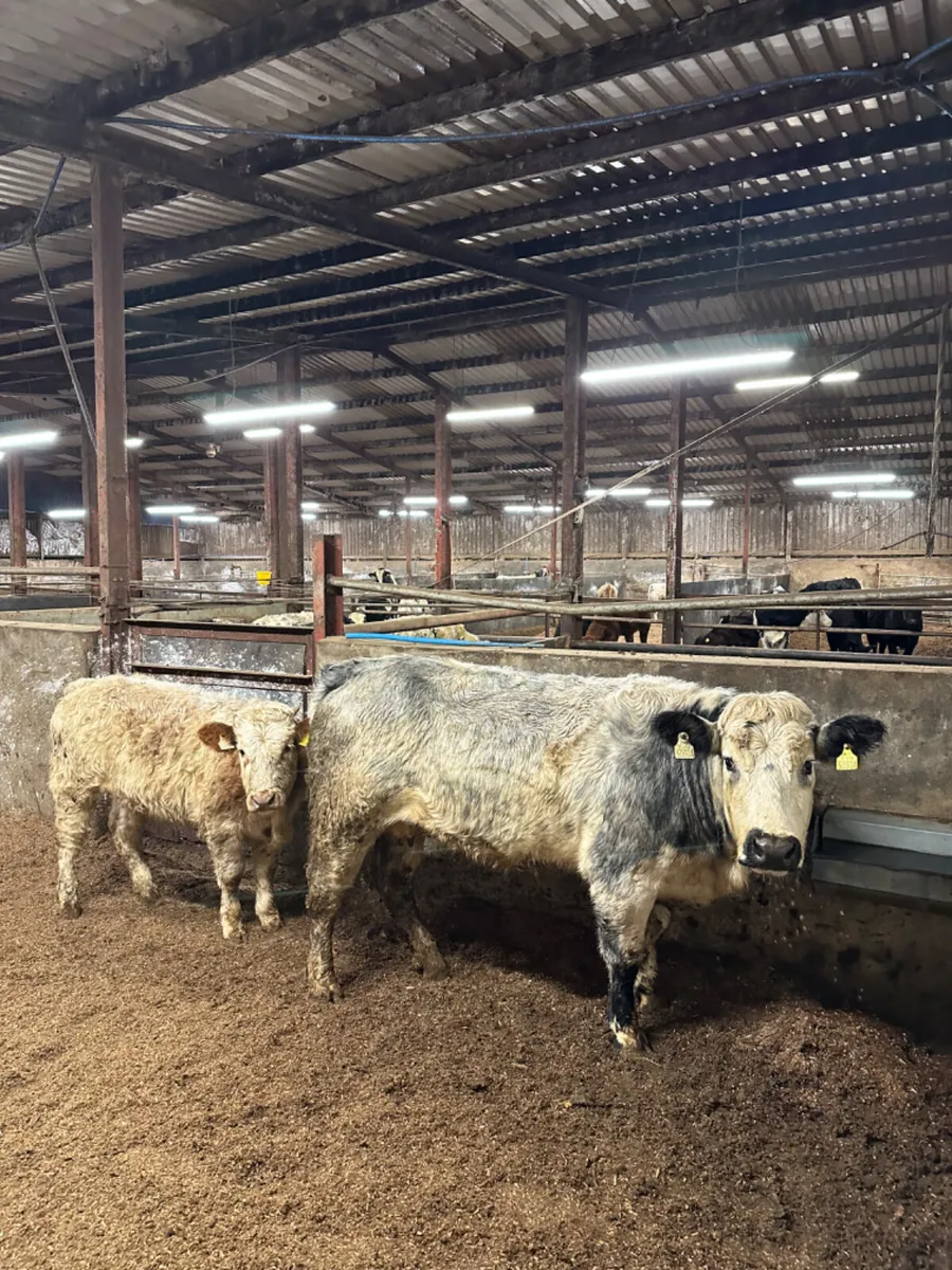 Roaned outfit - Image 2