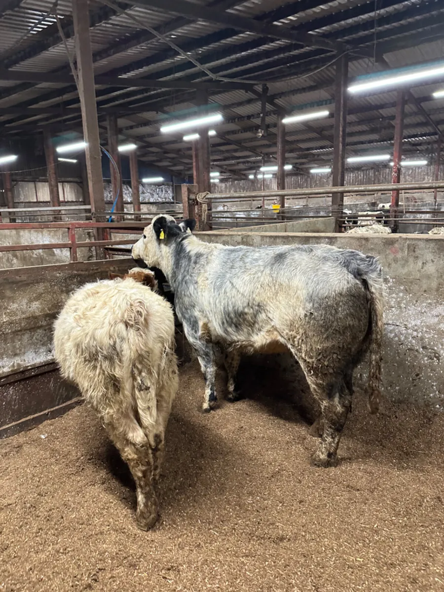 Roaned outfit - Image 3