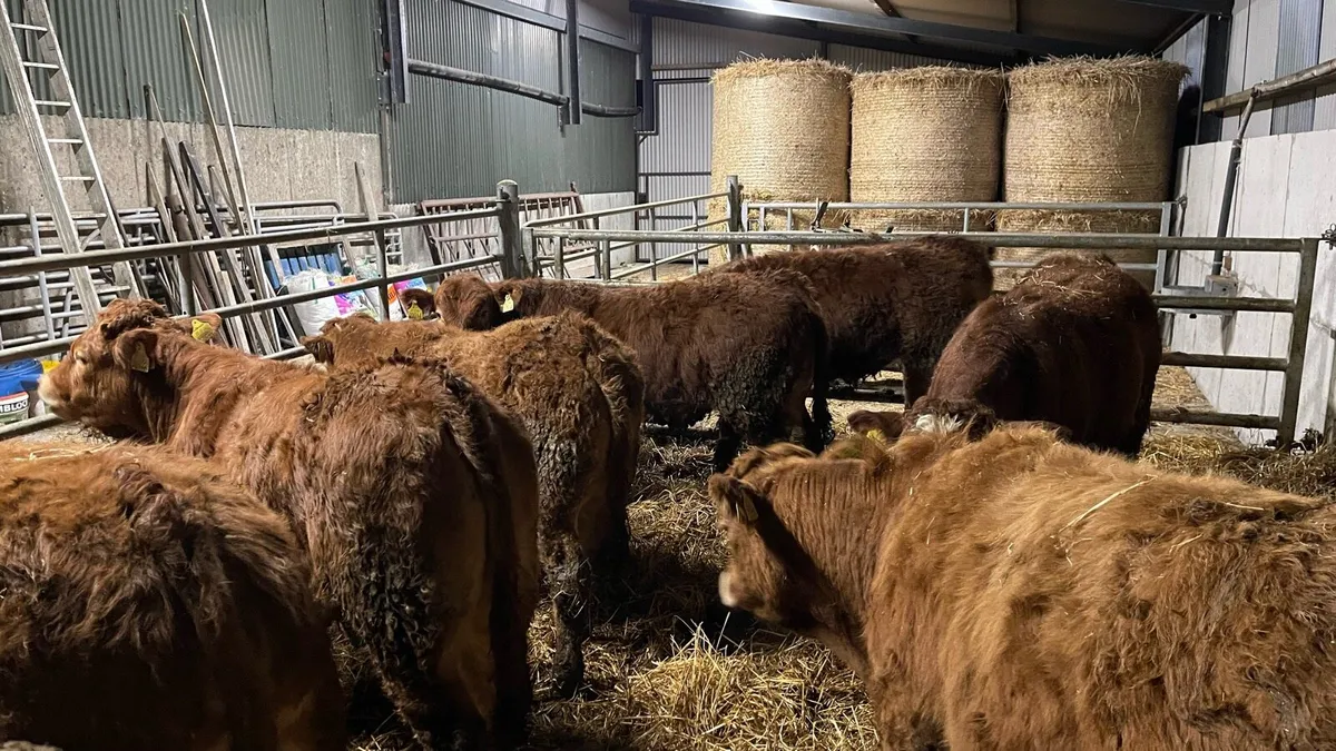 Limousin Weanlings - Image 3