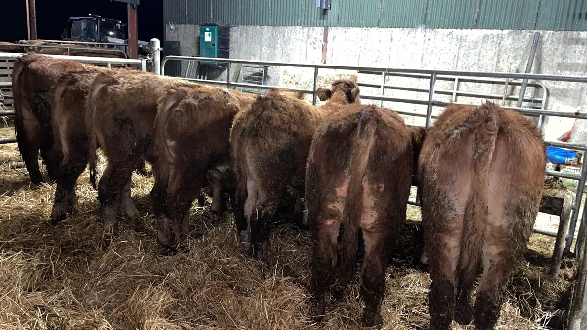 Limousin Weanlings - Image 4