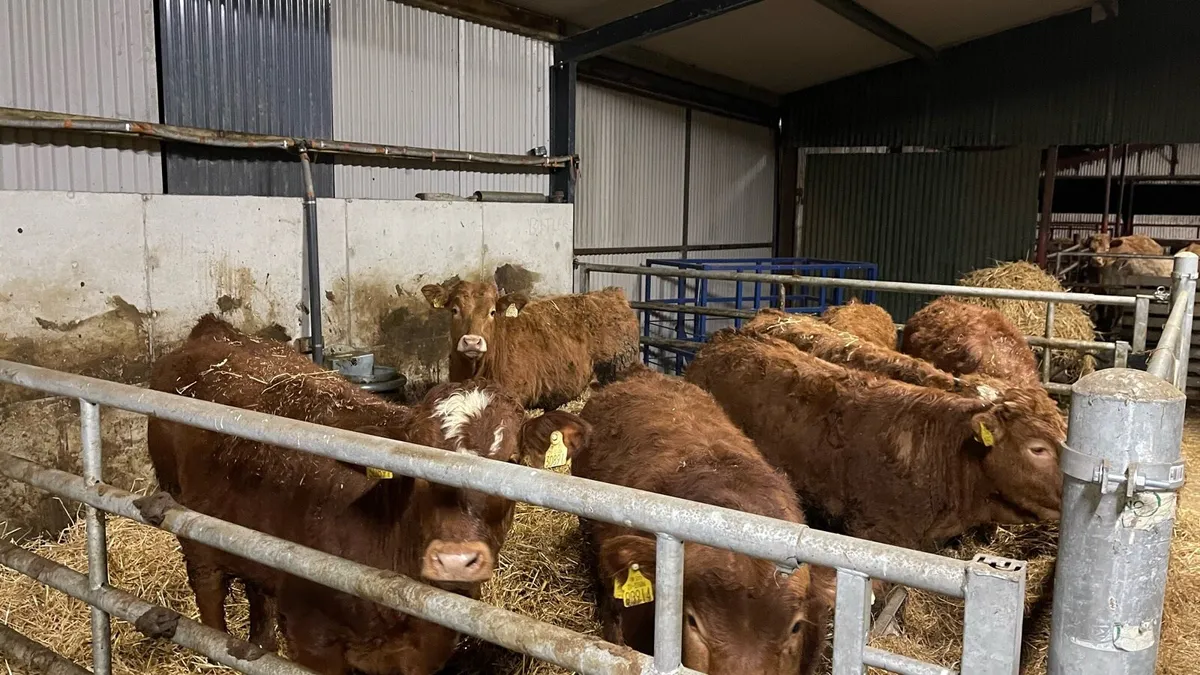 Limousin Weanlings - Image 1
