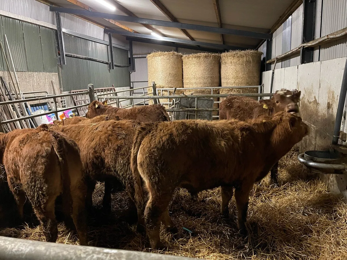 Limousin Weanlings - Image 2
