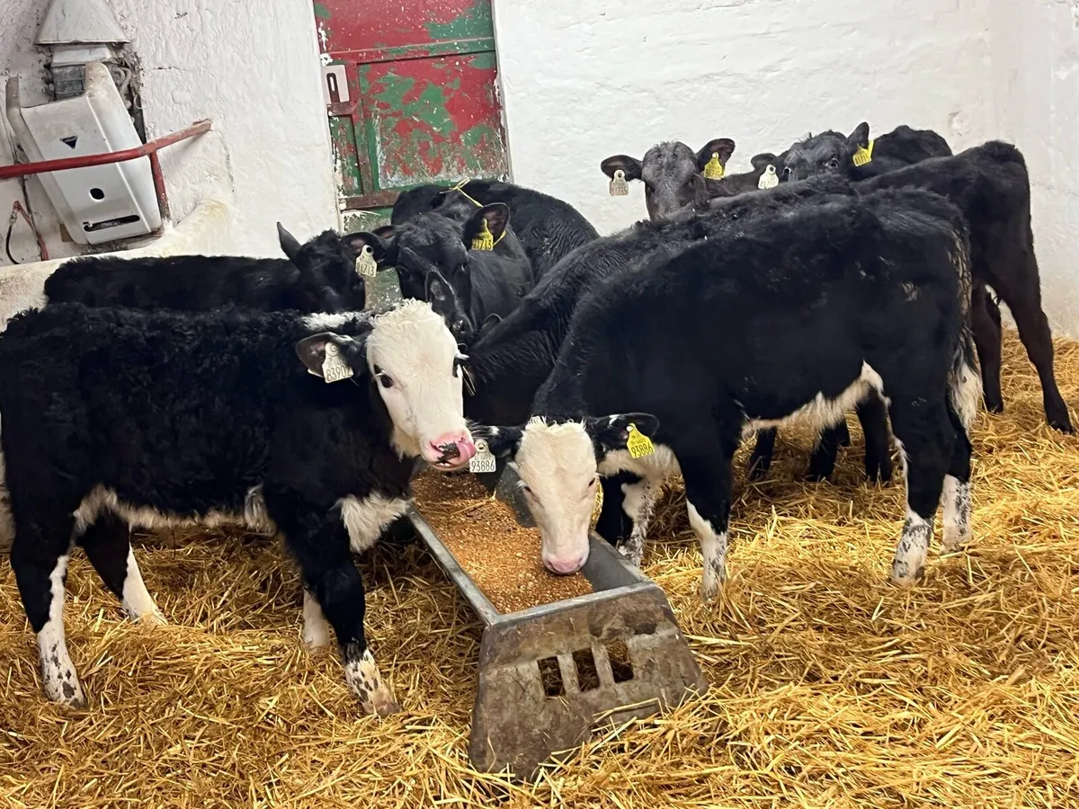 Super 3/4 Month Old AA & HE Calves - Image 1