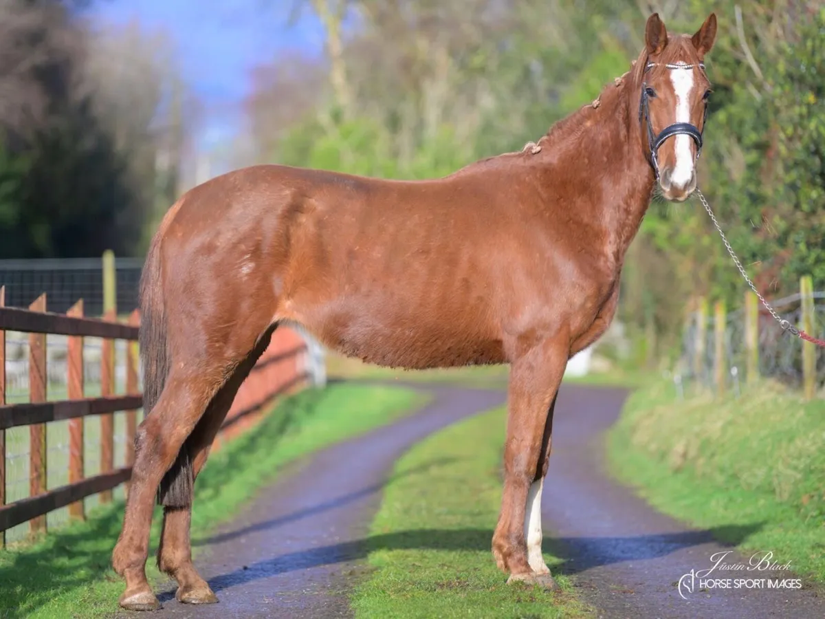 4 year old mare - Image 1