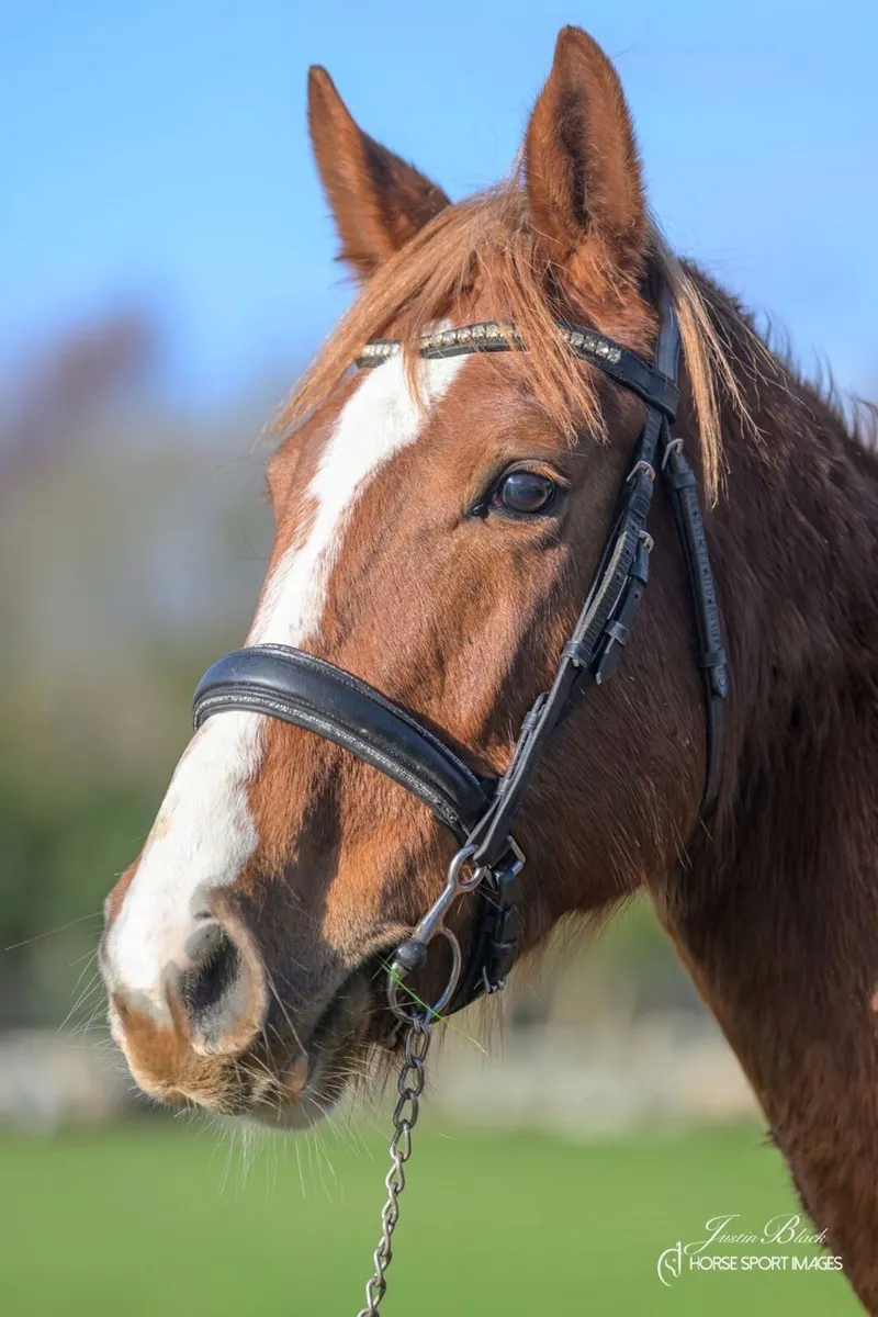 4 year old mare - Image 2
