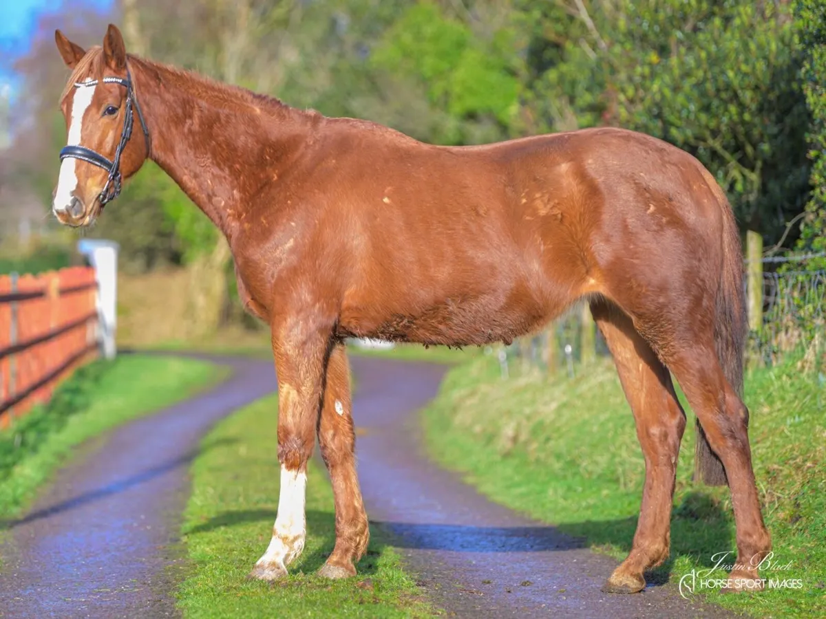 4 year old mare - Image 3