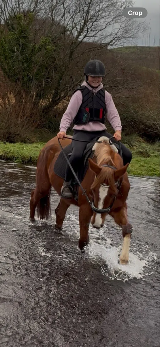 4 year old mare - Image 4