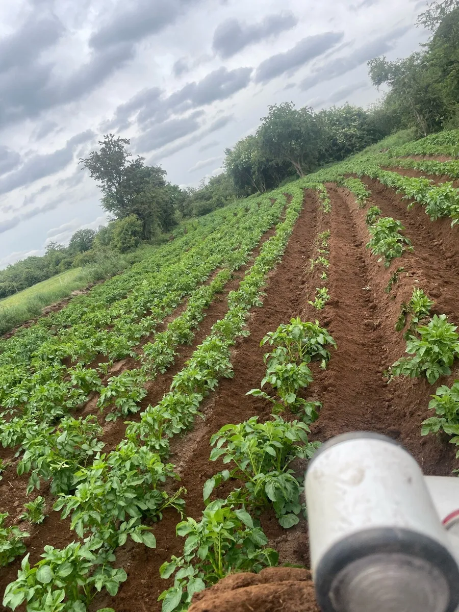 🥔Land wanted for potatoes 🥔 - Image 3