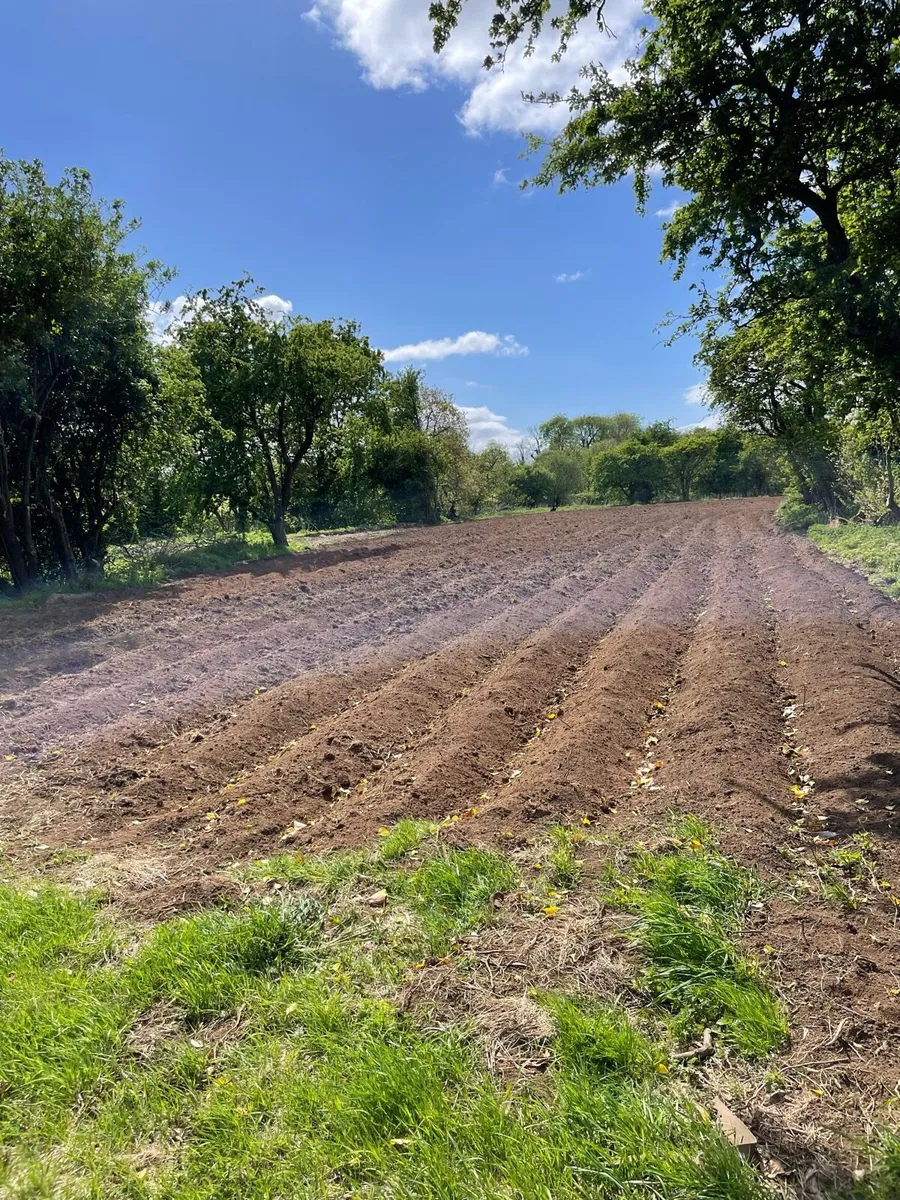 🥔Land wanted for potatoes 🥔 - Image 4