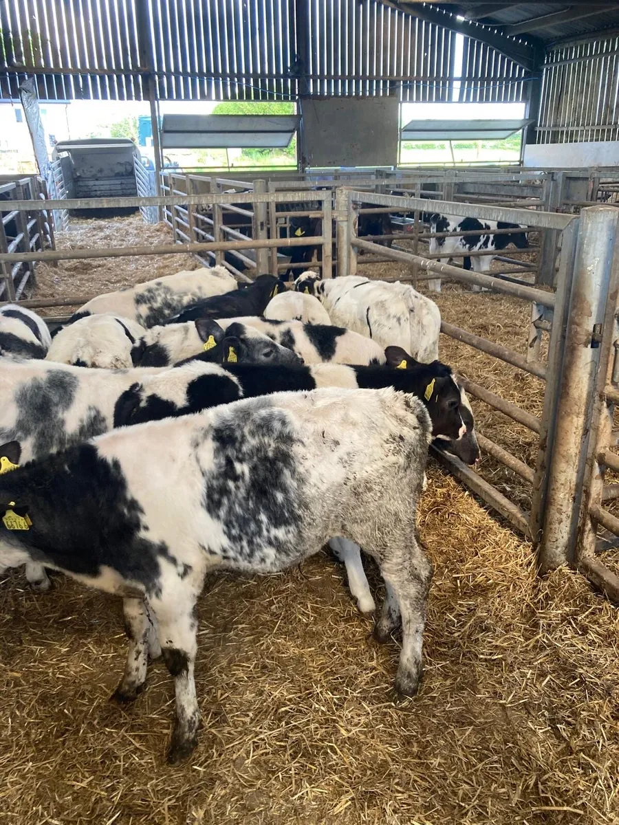 BB bull’s - Image 1