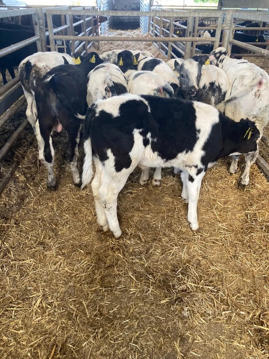 BB bull’s - Image 2