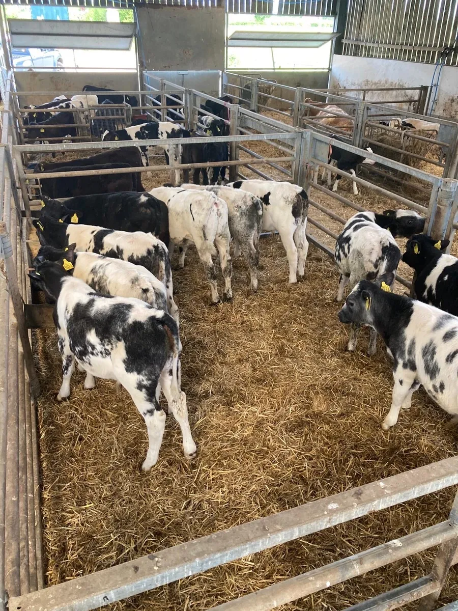 BB bull’s - Image 3