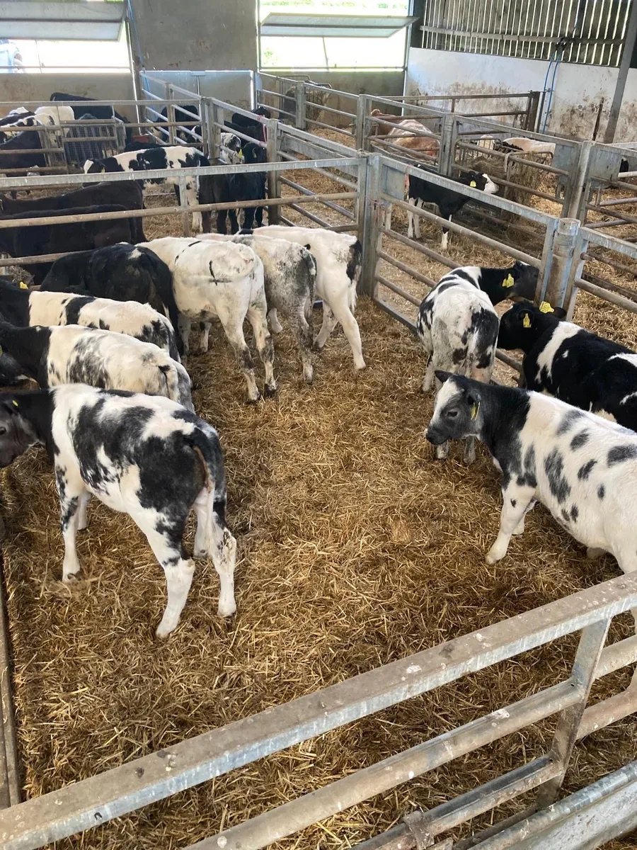 BB bull’s - Image 4