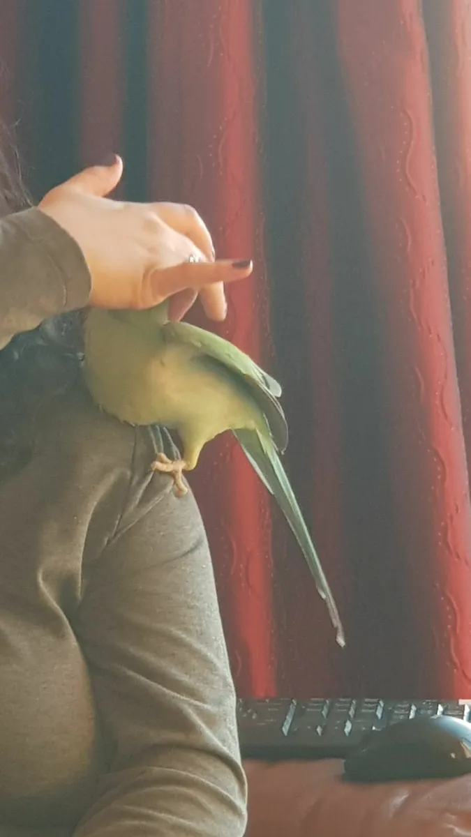 Indian Ringneck Parakeet - Image 2