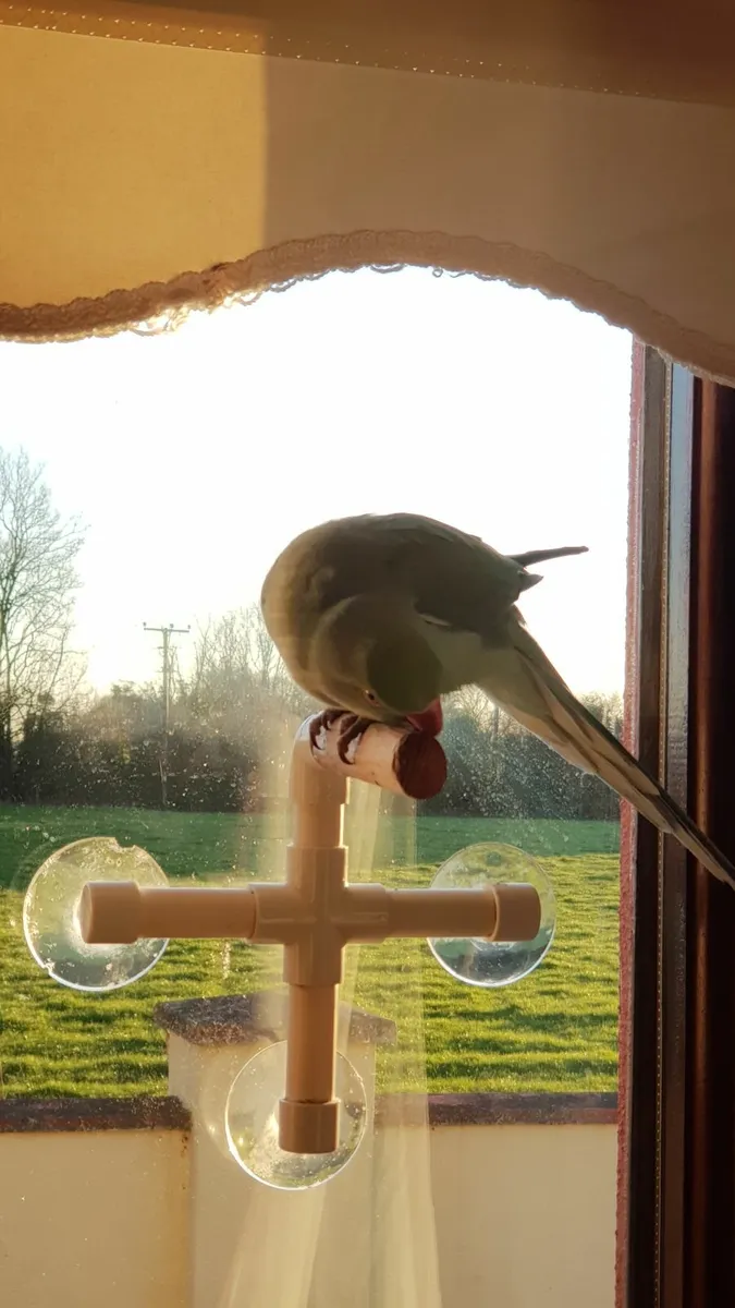 Indian Ringneck Parakeet - Image 3