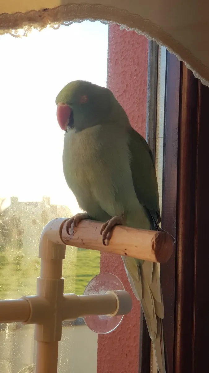Indian Ringneck Parakeet - Image 4