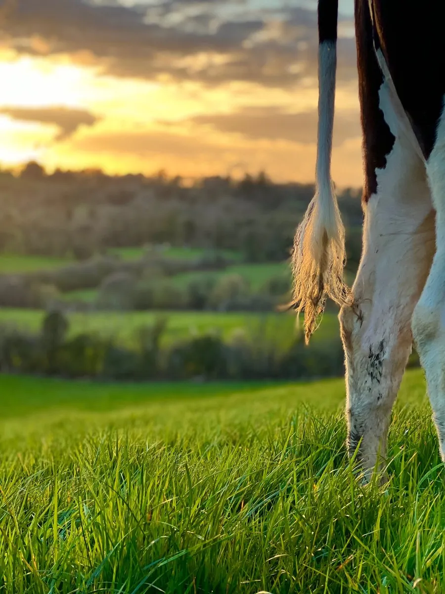 Relief Milker / calf rearer available - Image 1