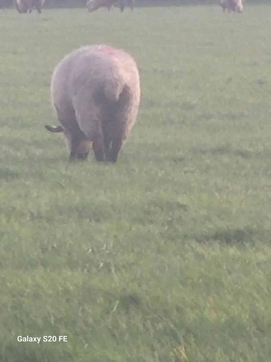 Ewe hoggets - Image 1