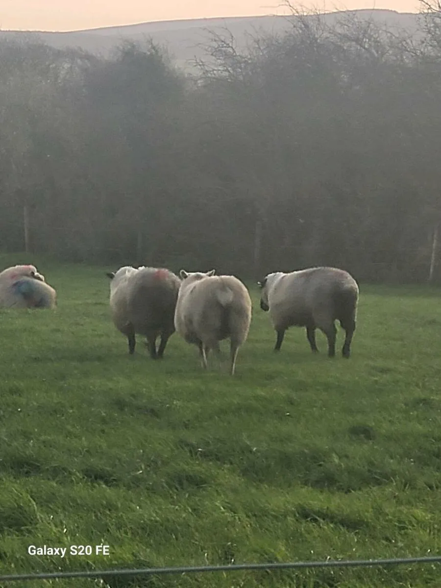 Ewe hoggets - Image 2